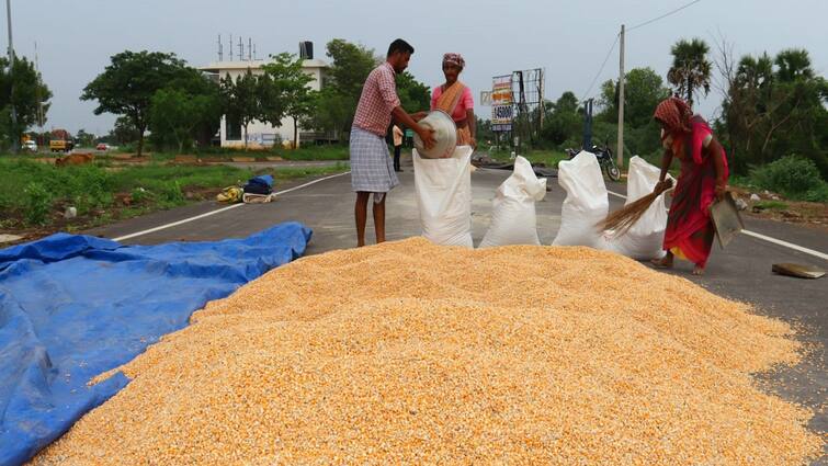Rains and withers Prices fall Maize corn farmers worried மழையும் வாட்டுது.. விலையும் குறைந்தது: மக்காச்சோளம் சாகுபடி செய்த விவசாயிகள் வேதனை