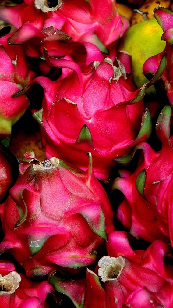 આ સમયે ડ્રેગન ફ્રૂટ ખાવાથી શરીરને થશે ભારે નુકસાન!