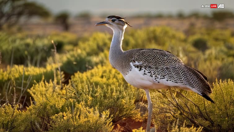 Rajasthan: Nice Indian Bustard Conservation Efforts Get A Enormous Enhance With Start Of Chick