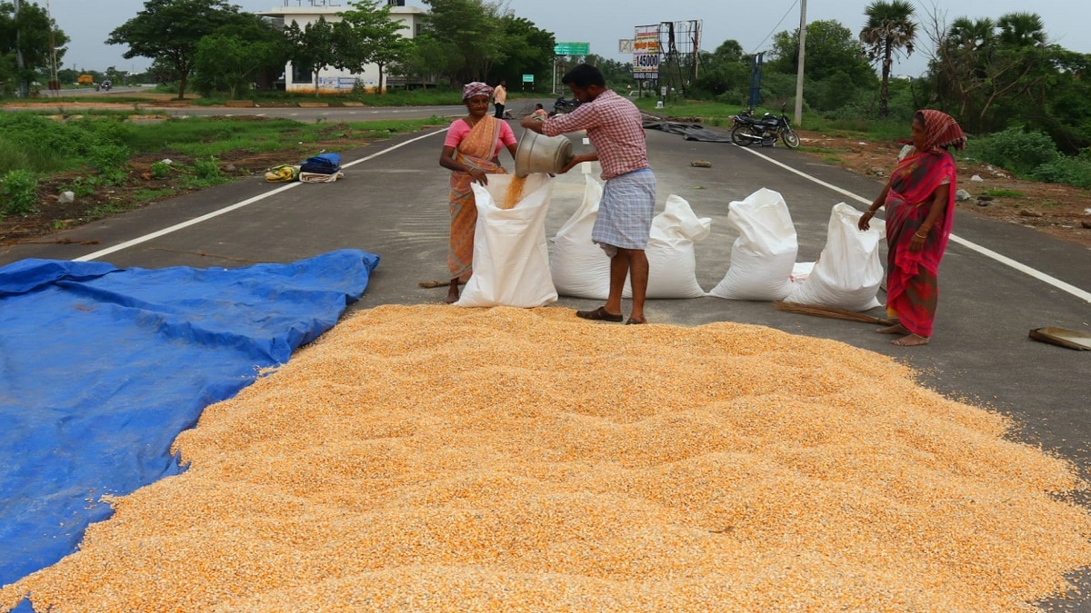 மழையும் வாட்டுது.. விலையும் குறைந்தது: மக்காச்சோளம் சாகுபடி செய்த விவசாயிகள் வேதனை