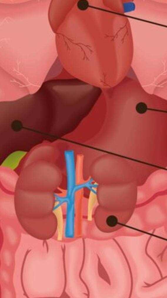 कितना होता है लिवर का वजन