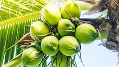 નારિયેળની ખેતી કરતા સમયે આ બાબતોનું રાખો ખાસ ધ્યાન, થશે લાખોની કમાણી