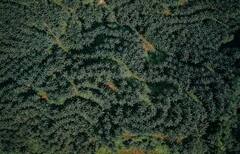 નારિયેળની ખેતી કરતા સમયે આ બાબતોનું રાખો ખાસ ધ્યાન, થશે લાખોની કમાણી