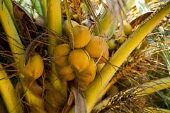 નારિયેળની ખેતી કરતા સમયે આ બાબતોનું રાખો ખાસ ધ્યાન, થશે લાખોની કમાણી