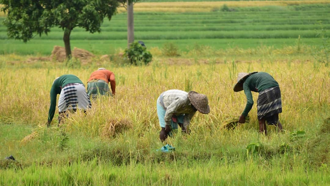 ખેડૂતોને મોટી ભેટ, કેન્દ્ર સરકારે લોન્ચ કરી 1000 કરોડ રૂપિયાની આ યોજના Government launches Rs 1000 cr credit guarantee scheme to help farmers ખેડૂતોને મોટી ભેટ, કેન્દ્ર સરકારે લોન્ચ કરી 1000 કરોડ રૂપિયાની આ યોજના