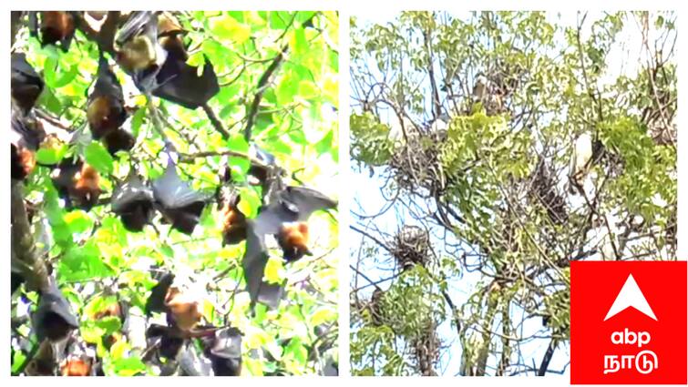 Mayiladuthurai district perambur village does not burst crackers for birds - TNN தீபாவளிக்கு வெடி வெடிக்கும் ஆசை இருந்த அதை மறந்துடுங்க - ஏன் தெரியுமா?