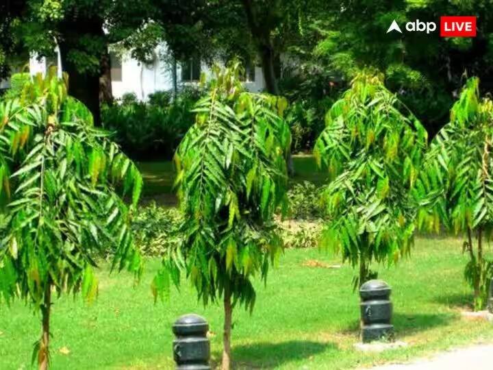 दिवाळीनंतरही आर्थिक स्थिती चांगली राहावी यासाठी अशोकाच्या झाडाला गंगाजलमध्ये धुवून तिजोरीत किंवा पैशांच्या ठिकाणी ठेवा.