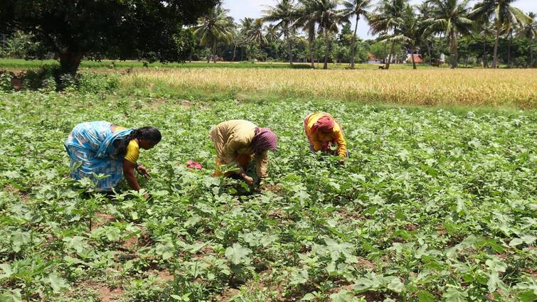 Agriculture news Weeding work is busy in mung bean cultivation near Tanjore - TNN தஞ்சை அருகே வெண்டைக்காய் சாகுபடியில் களை எடுக்கும் பணிகள் மும்முரம்