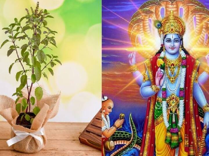 Make sure to use Tulsi Dal in offering on the day of Rama Ekadashi. It is said that whoever pleases Shri Hari, the blessings of Goddess Lakshmi remain on him. Shri Hari is very fond of Tulsi, without it he does not accept food. One can also offer Tulsi garland to Lord Vishnu.