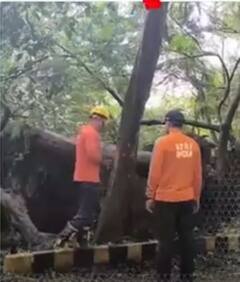 Odisha: तूफान से गिरे हुए पेड़ों को हटा रहा है NDRF | ABP Shorts | Cyclone Dana