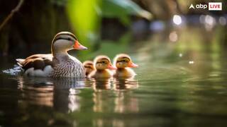 in these countries many ducks are deployed for the security of the prison country Prison Safety: அடடே..! சிறை பாதுகாப்புக்காக வாத்துகளை பயன்படுத்தும் நாடுகள் - எப்படி, காரணம் என்ன?