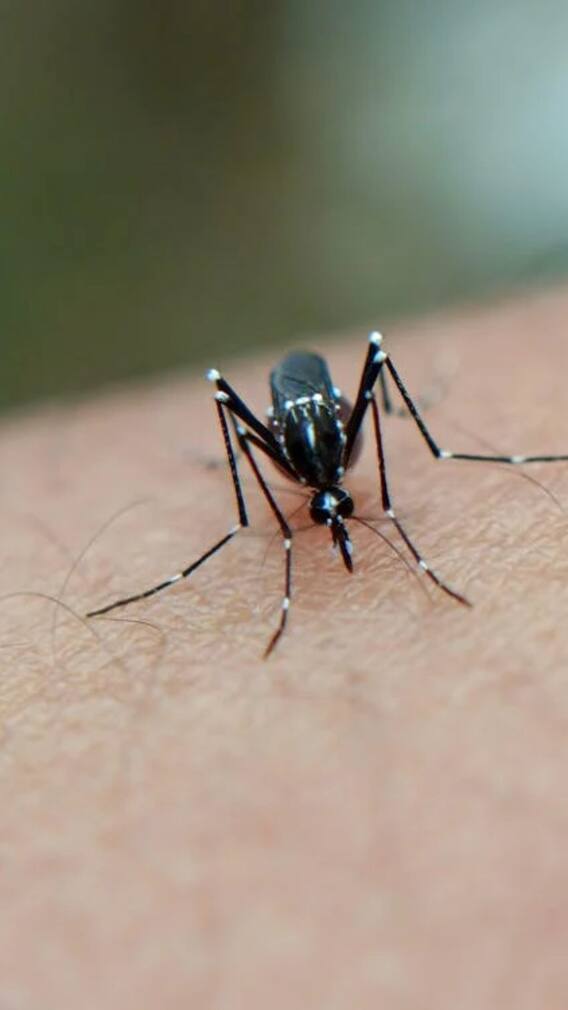 यह है दुनिया का सबसे खतरनाक मच्छर
