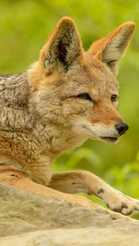 ये है दुनिया का सबसे खूंखार कुत्ता