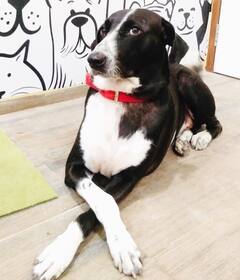 ਰਤਨ ਟਾਟਾ ਦੀ 10,000 ਕਰੋੜ ਰੁਪਏ ਦੀ ਵਸੀਅਤ ਦੇ ਕੌਣ-ਕੌਣ ਹੱਕਦਾਰ? ਜਾਣੋ ਪੂਰੀ ਡਿਟੇਲ ਇੱਥੇ