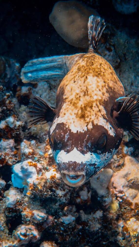 ये दुनिया की सबसे खूंखार मछली