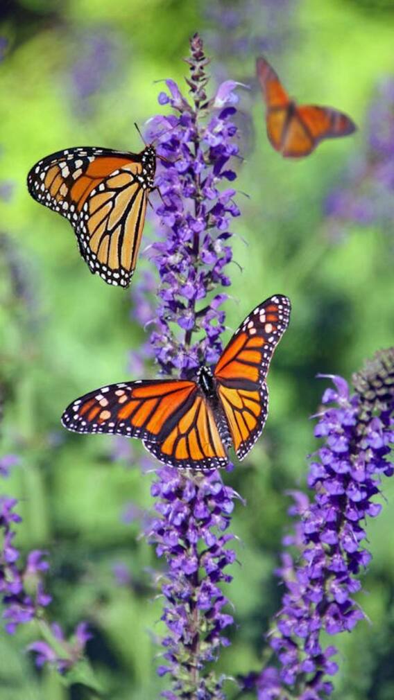 ये हैं भारत के 7 सबसे खूबसूरत बटरफ्लाई पार्क