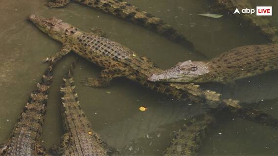 Gold, Cash, Cars, Crocodiles: What I-T Sleuths Discovered At Ex-BJP MLA's Madhya Pradesh Home During Raid