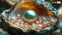 समुद्र में रहने वाले इस जानवर के पेट में होता है मोती, जानते हैं आप?