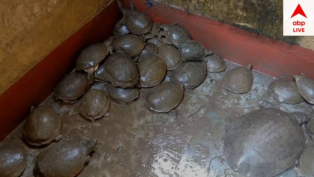 east burdwan tortoise smuggling from Uttar Pradesh 1 arrest from burdwan station area East Burdwan: উত্তরপ্রদেশ থেকে চোরাই পথে কচ্ছপ পাচার, বর্ধমান থেকে পুলিশের জালে ১