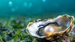 समुद्र में रहने वाले इस जानवर के पेट में होता है मोती, जानते हैं आप?