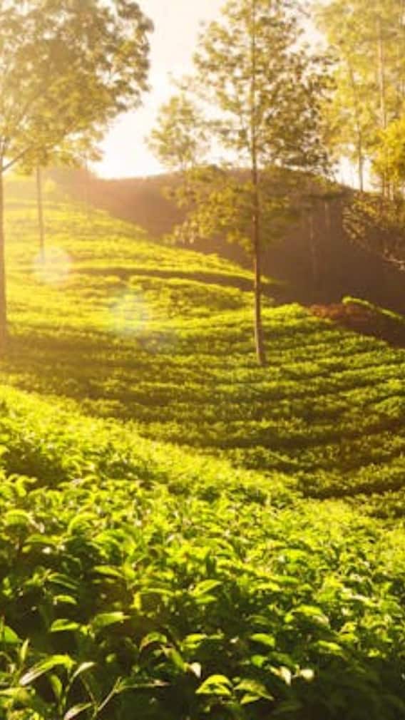 सबसे महंगी चाय की पत्ती कितने की आती है