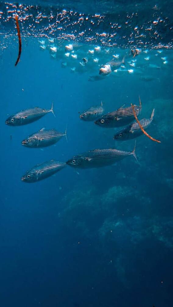 ਮੱਛੀਆਂ ਕਿਵੇਂ ਪੀਂਦੀਆਂ ਨੇ ਪਾਣੀ ?