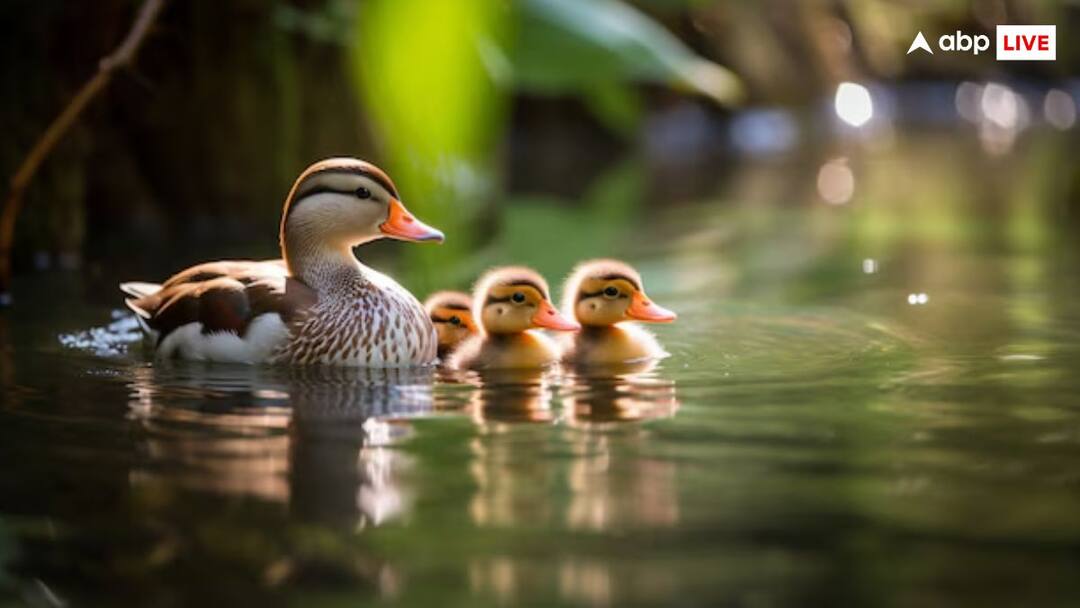 In this country many ducks are deployed for the security of the prison इस देश में जेल की सुरक्षा में तैनात हैं कई बत्तख, कोई नहीं कर सकता है घुसपैठ