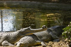 भारत की इस नदी में रहते हैं भयानक मगरमच्छ, गए तो बच के आना हो जाएगा मुश्किल