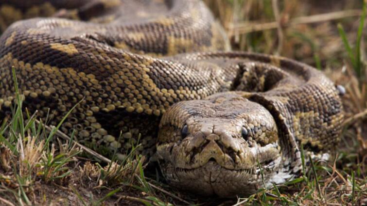 can burmese python really swallow a human know the shocking truth about this creature Burmese Python: மலைப்பாம்பால் மனிதனை முழுமையாக விழுங்க முடியுமா? உண்மை என்ன?