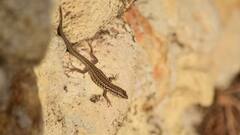 Tricks to Keep Lizards Away: দেওয়াল জুড়ে তাদের দাপাদাপি? টিকটিকি তাড়ান এই সহজ উপায়ে
