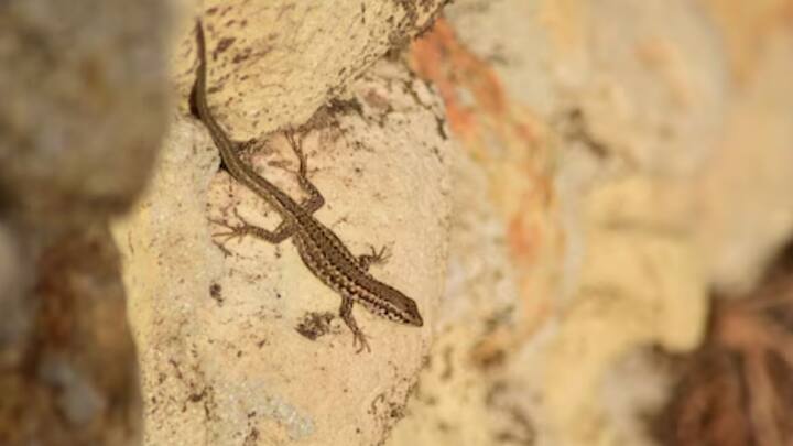 ঘর থেকে টিকটিকি তাড়াতে পারলে বাঁচেন অনেকে। কিন্তু সারা বাড়ি দৌড়ে বেড়াতে কারই বা ভাল লাগে? তবে কিছু নিয়ম মেনে চললে, ঘরে টিকটিকি ঢুকবেই না।