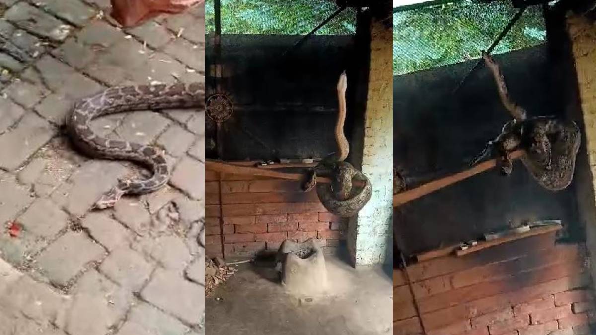 Python In Banka: बांका में दीपावली की साफ-सफाई के बीच मचा हड़कंप, घर में निकला विशालकाय अजगर