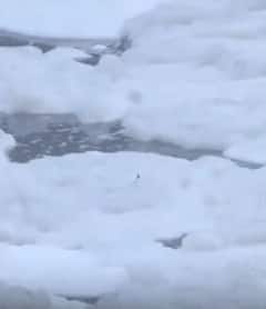 यमुना नदी की सतह पर जमी जहरीली झाग | ABP NEWS SHORTS