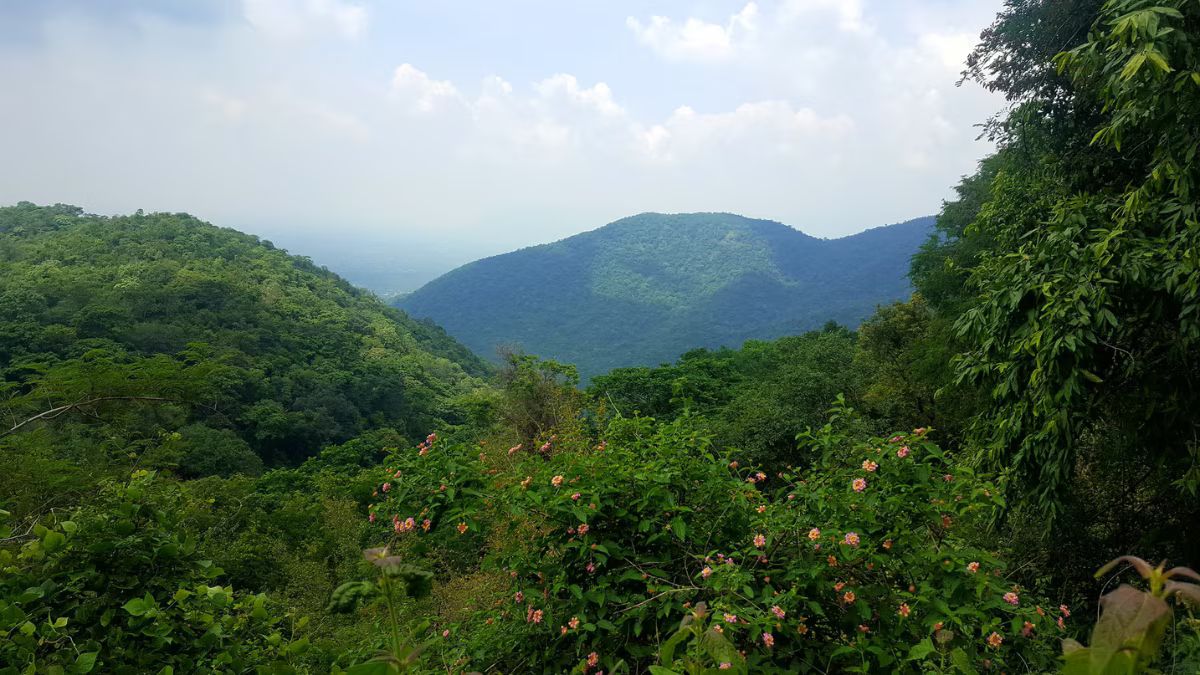 South India Hill Station: நவம்பர் டூ ஜனவரி, ஹில்ஸ்டேஷன் போக ஆசையா? தென்னிந்தியாவின் 6 சிறைந்த மலைவாசஸ்தலங்கள்