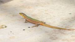 Tricks to Keep Lizards Away: দেওয়াল জুড়ে তাদের দাপাদাপি? টিকটিকি তাড়ান এই সহজ উপায়ে