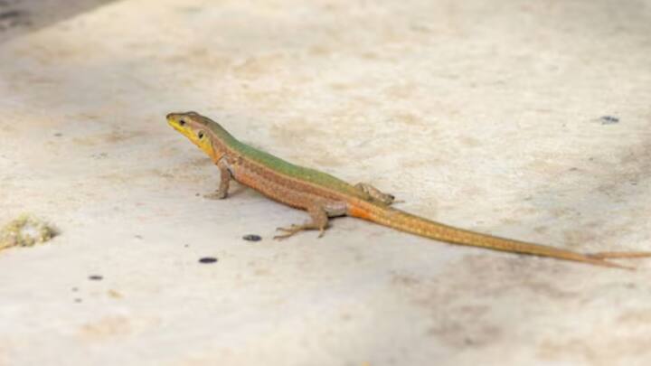 বাড়ির দেওয়ালে টিকটিকির ঘোরাফেরা নিয়ে নানাজনের নানা মত। বয়স্কদের মতে বাড়িতে টিকটিকি থাকা ভাল। অনেকে আবার টিকটিকি দেখলেই আঁতকে ওঠেন।