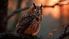 आखिर कितने दिन में होता है एक उल्लू का जन्म? जानकर यकीन नहीं कर पाएंगे आप