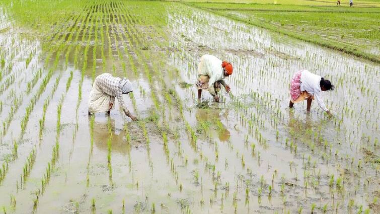 Thanjavur news No cash flow Farmers struggling with Diwali expenses - TNN பணப்புழக்கம் இல்லையே... தீபாவளி செலவுகளால் மலைத்து நிற்கும் விவசாயிகள்