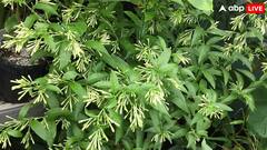 सूरज की रौशनी में नहीं, ये फूल चांद की रौशनी में खिलते हैं, जानें इसके पीछे का विज्ञान