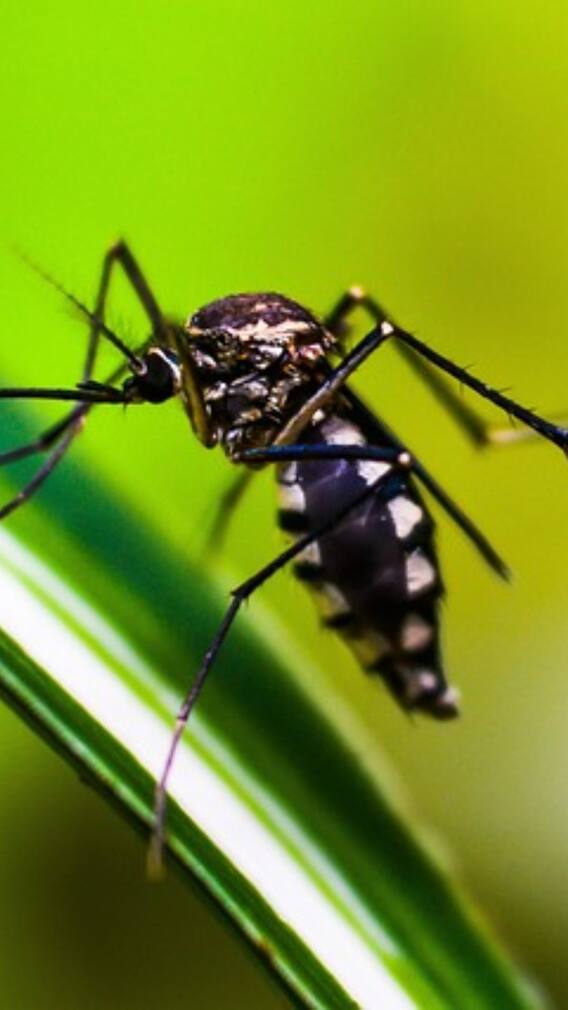 इस देश में नहीं काटता एक भी मच्छर