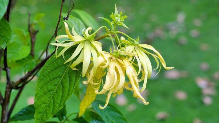 Ylang-Ylang and Bergamot: Elevate any space and evoke a sense of serene tranquility with the exotic blend of ylang-ylang and bergamot. Ylang-ylang is known for its calming qualities, while bergamot adds a zesty brightness that improves the mood. The combination creates a harmonious balance in any room, making it a great choice for creating a calming atmosphere as well as for family gatherings. (Image source: Instagram/ floracopeia)