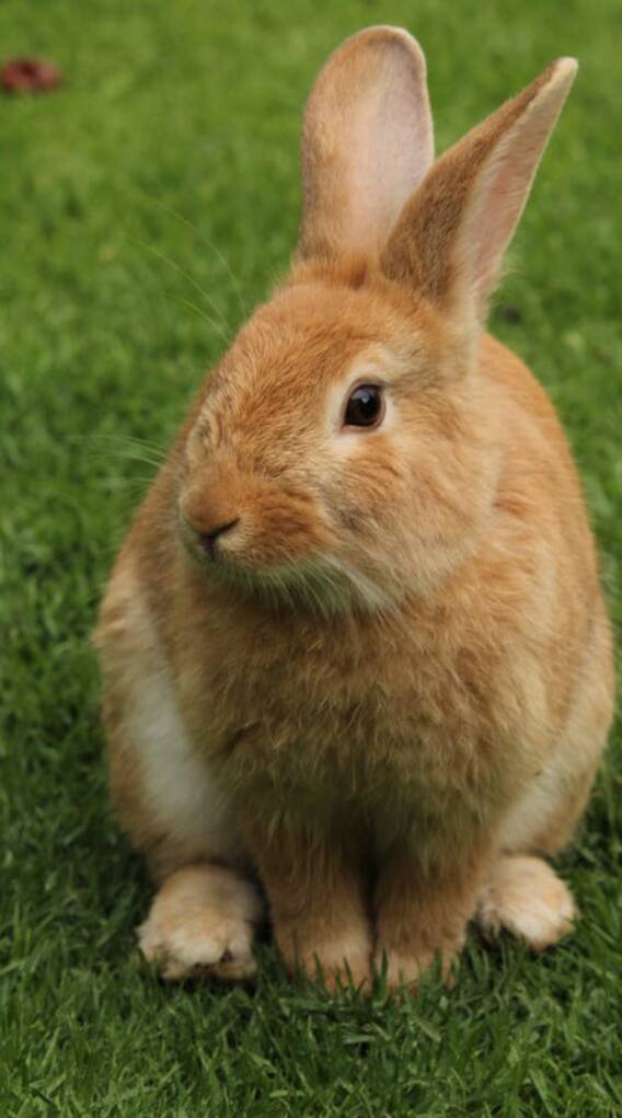 प्रेग्नेंसी टेस्ट के लिए क्यों मारे जाते थे खरगोश?