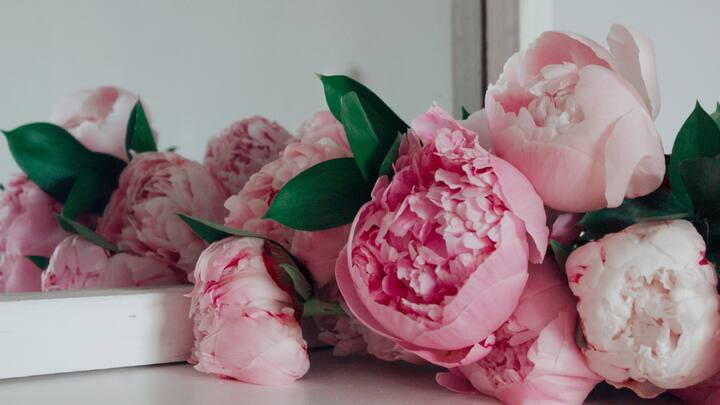 Lilac and Peony:  The sweet and floral notes of lilac evoke feelings of a harmonious mood, and blended with peony adds a sophisticated charm in the air. Lighting a combination of these fragrances creates a vibrant yet calming atmosphere, further enhancing the festivities. (Image source: Canva)