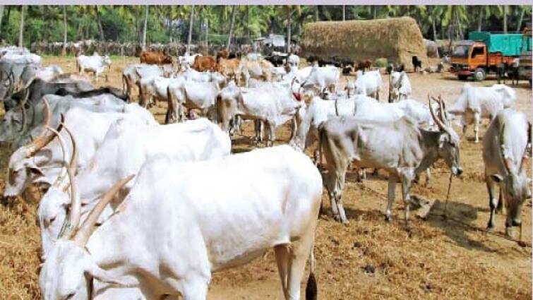 Thanjavur news cattle census of 7 lakh households in Thanjavur district - TNN தஞ்சை மாவட்டத்தில் 7 லட்சம் வீடுகளில் கால்நடைகள் கணக்கெடுப்பு பணி: மாவட்ட கலெக்டர் தகவல்
