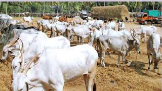 தஞ்சை மாவட்டத்தில் 7 லட்சம் வீடுகளில் கால்நடைகள் கணக்கெடுப்பு பணி: மாவட்ட கலெக்டர் தகவல்