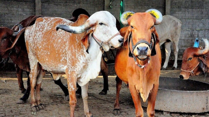 इसके अलावा उत्तर प्रदेश सरकार मुख्यमंत्री स्वदेशी गौ-संवर्धन योजना के तहत उन्नत नस्ल की स्वदेशी गायों की खरीद पर भी सब्सिडी देती है. गिर, साहीवाल, थारपारकर और हरियाणा नस्ल की गायों के लिए सरकार 80 हजार रुपये तक की सब्सिडी देती है.