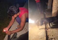 દિવાળી પર શ્વાન સાથે ક્રૂરતા, પૂંછડી પર ફટાકડો બાંધીને દોડાવ્યો, વીડિયો જોઈને લોકોનો ગુસ્સો ભભૂકી ઉઠ્યો