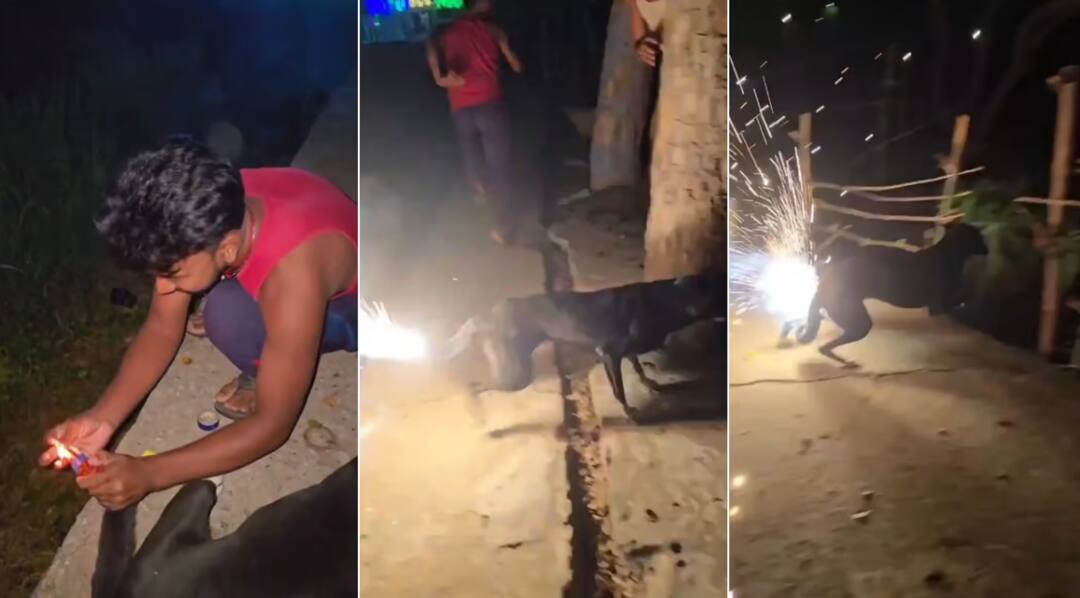 ਮਾਸੂਮ ਨਾਲ ਜ਼ੁਲਮ ! ਸ਼ਰਾਰਤੀ ਅਨਸਰ ਨੇ ਕੁੱਤੇ ਦੀ ਪੂਛ ਨਾਲ ਬੰਨ੍ਹ ਕੇ ਚਲਾਏ ਪਟਾਕੇ, ਹੋਇਆ ਬੁਰਾ ਹਾਲ, ਦੇਖੋ ਵੀਡੀਓ Miscreant Sets Off Firecracker After Tying It To Dog's Tail watch video ਮਾਸੂਮ ਨਾਲ ਜ਼ੁਲਮ ! ਸ਼ਰਾਰਤੀ ਅਨਸਰ ਨੇ ਕੁੱਤੇ ਦੀ ਪੂਛ ਨਾਲ ਬੰਨ੍ਹ ਕੇ ਚਲਾਏ ਪਟਾਕੇ, ਹੋਇਆ ਬੁਰਾ ਹਾਲ, ਦੇਖੋ ਵੀਡੀਓ