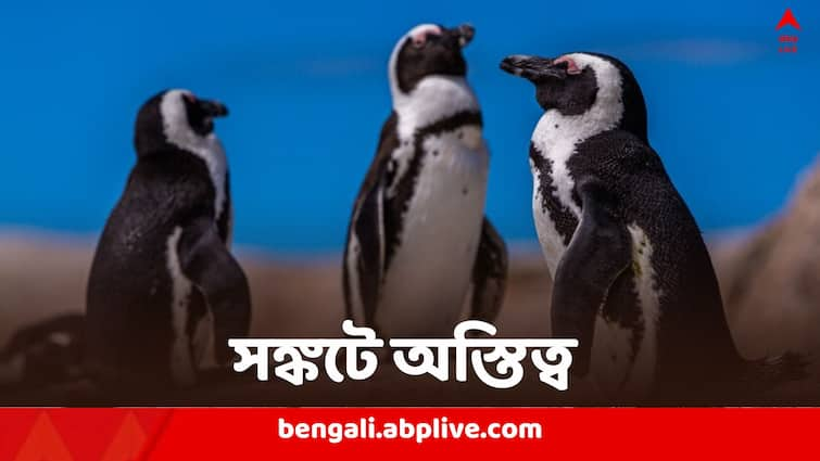 অনাহারে দিন কাটছে, বড় জোর আর ১১ বছর, বিলুপ্তির মুখে এই পেঙ্গুইন প্রজাতি