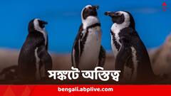 অনাহারে দিন কাটছে, বড় জোর আর ১১ বছর, বিলুপ্তির মুখে এই পেঙ্গুইন প্রজাতি